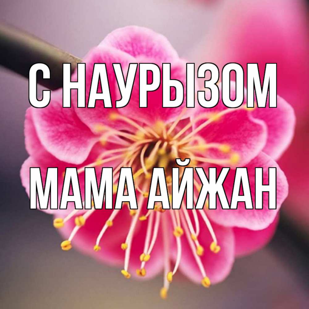 Открытка на каждый день с именем, Мама-Айжан С наурызом цветы Прикольная открытка с пожеланием онлайн скачать бесплатно 