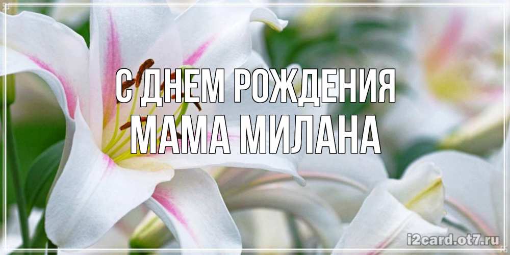 Открытка на каждый день с именем, Мама-Милана С днем рождения открытка с белой лилией Прикольная открытка с пожеланием онлайн скачать бесплатно 