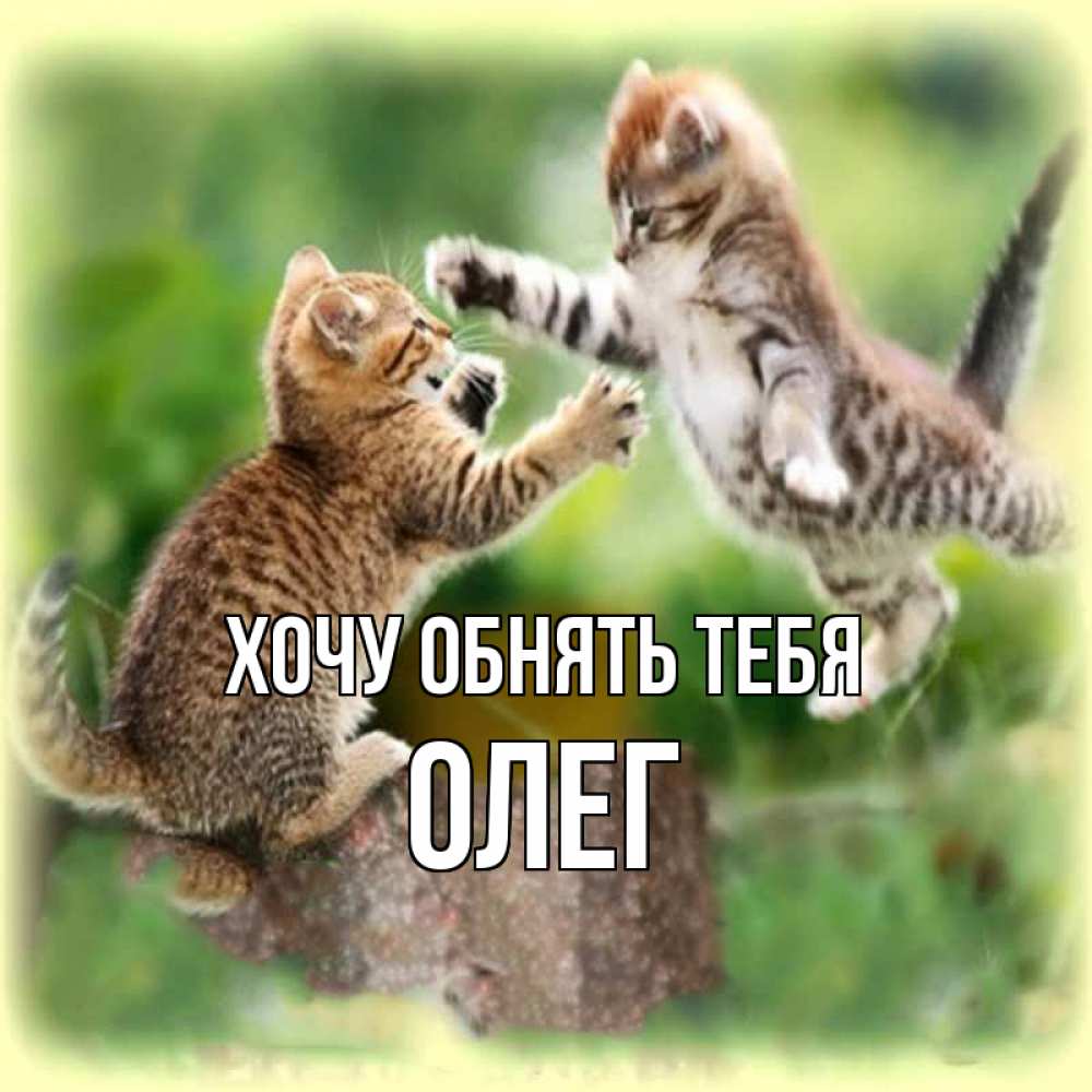 Открытка на каждый день с именем, Олег Хочу обнять тебя игры котят Прикольная открытка с пожеланием онлайн скачать бесплатно 