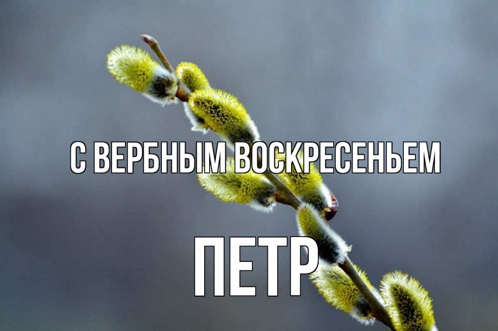 Открытка на каждый день с именем, Петр С вербным воскресеньем верба Прикольная открытка с пожеланием онлайн скачать бесплатно 