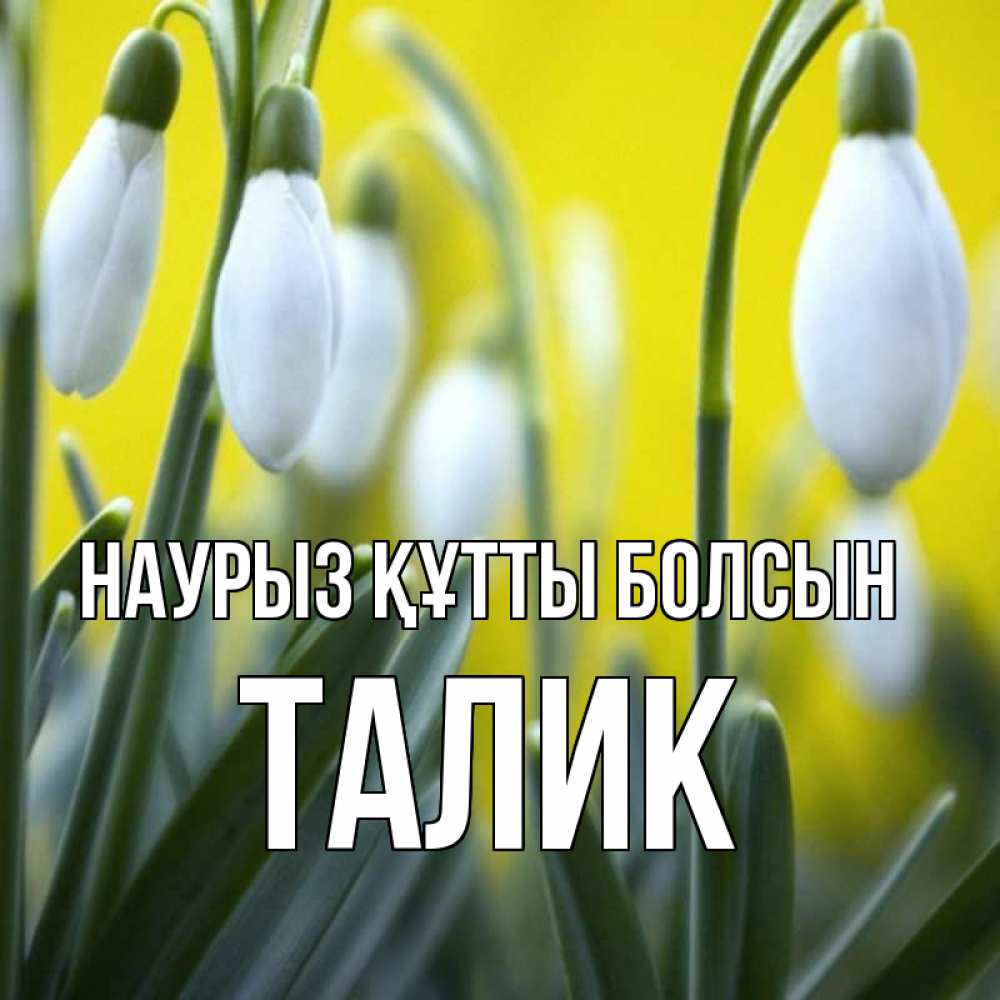Открытка на каждый день с именем, Талик Наурыз құтты болсын весенние цветы Прикольная открытка с пожеланием онлайн скачать бесплатно 