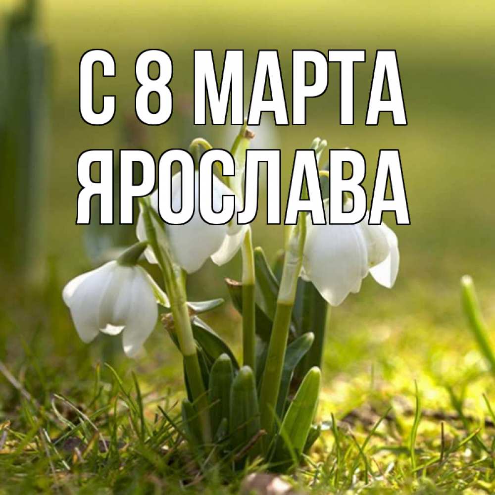 Открытка на каждый день с именем, Ярослава С 8 МАРТА ранние цветы 2 Прикольная открытка с пожеланием онлайн скачать бесплатно 