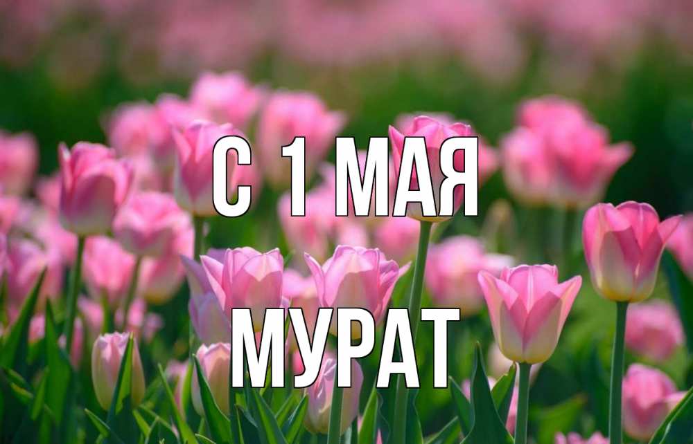 Открытка на каждый день с именем, Мурат С 1 мая С 1 мая Прикольная открытка с пожеланием онлайн скачать бесплатно 