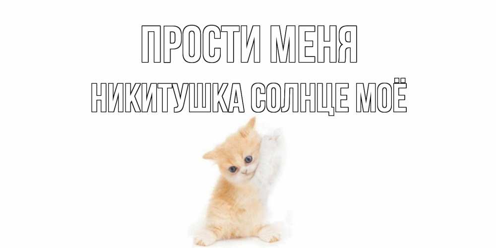 Открытка на каждый день с именем, Никитушка-солнце-моё Прости меня кот Прикольная открытка с пожеланием онлайн скачать бесплатно 