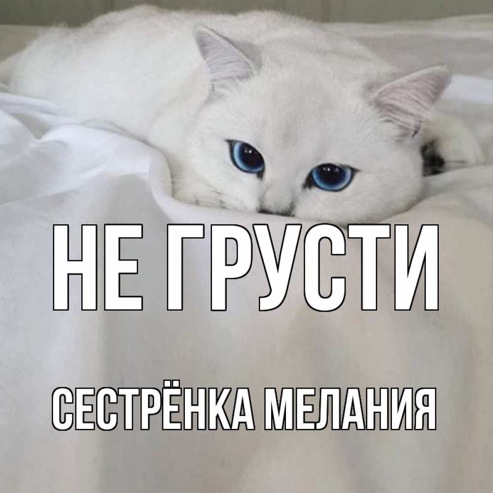 Открытка на каждый день с именем, Сестрёнка-Мелания Не грусти белый кот с голубыми глазами на белоснежной кровати Прикольная открытка с пожеланием онлайн скачать бесплатно 