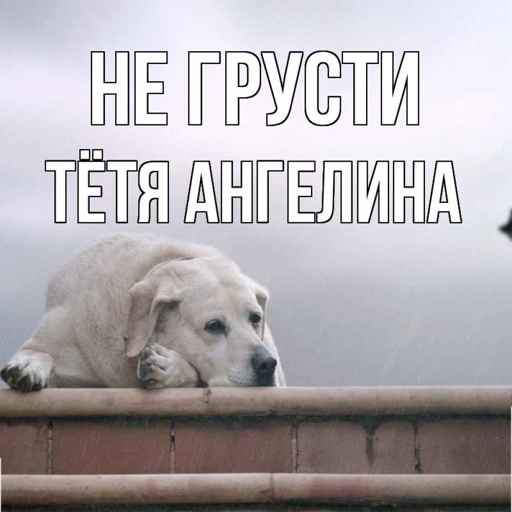 Открытка на каждый день с именем, Тётя-Ангелина Не грусти белый пес 1 Прикольная открытка с пожеланием онлайн скачать бесплатно 