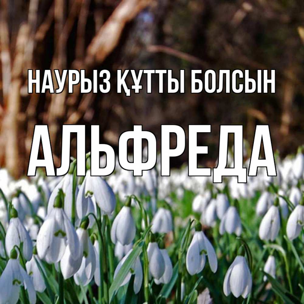 Открытка на каждый день с именем, Альфреда Наурыз құтты болсын с подснежниками 1 Прикольная открытка с пожеланием онлайн скачать бесплатно 