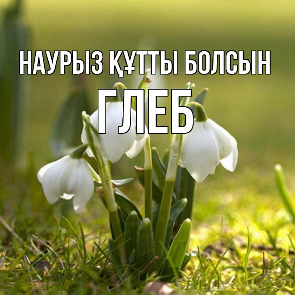 Открытка на каждый день с именем, Глеб Наурыз құтты болсын ранние цветы 2 Прикольная открытка с пожеланием онлайн скачать бесплатно 