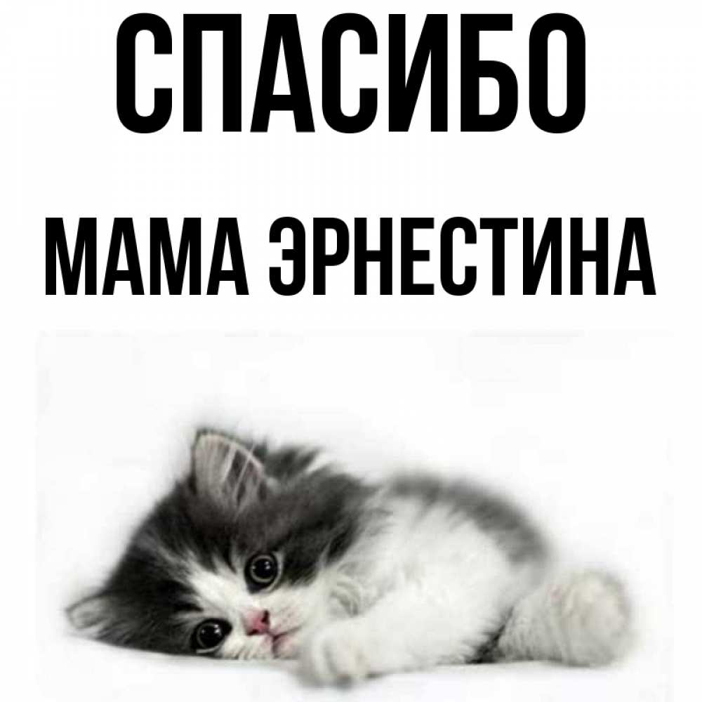 Открытка на каждый день с именем, Мама-Эрнестина Спасибо черный и белый кот Прикольная открытка с пожеланием онлайн скачать бесплатно 