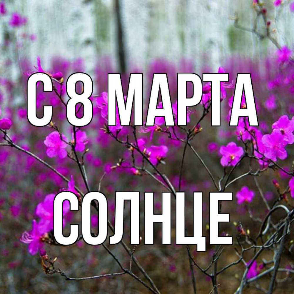Открытка на каждый день с именем, Солнце С 8 марта дикие цветы Прикольная открытка с пожеланием онлайн скачать бесплатно 