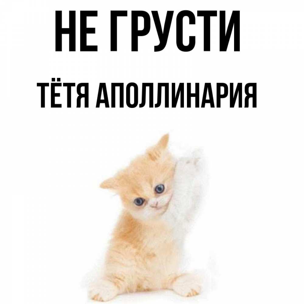 Открытка на каждый день с именем, Тётя-Аполлинария Не грусти просящий кот Прикольная открытка с пожеланием онлайн скачать бесплатно 