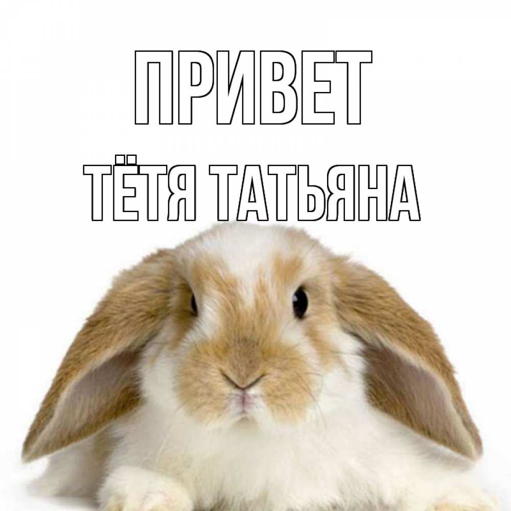 Открытка на каждый день с именем, Тётя-Татьяна Привет с животными Прикольная открытка с пожеланием онлайн скачать бесплатно 
