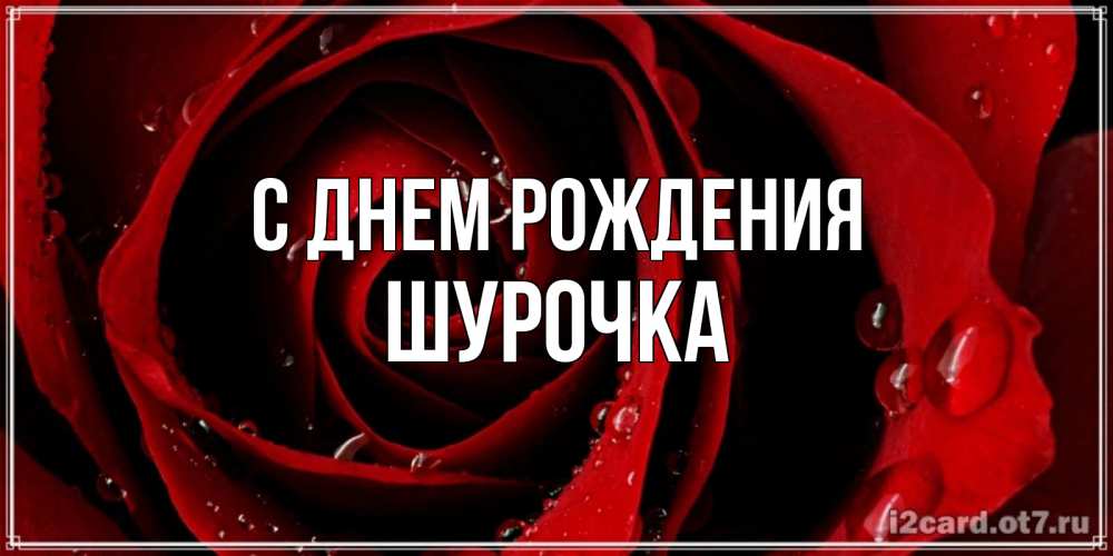 Открытка на каждый день с именем, Шурочка С днем рождения крупная бордовая роза Прикольная открытка с пожеланием онлайн скачать бесплатно 