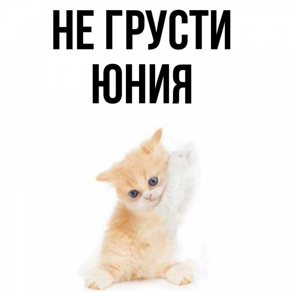 Открытка на каждый день с именем, Юния Не грусти просящий кот Прикольная открытка с пожеланием онлайн скачать бесплатно 