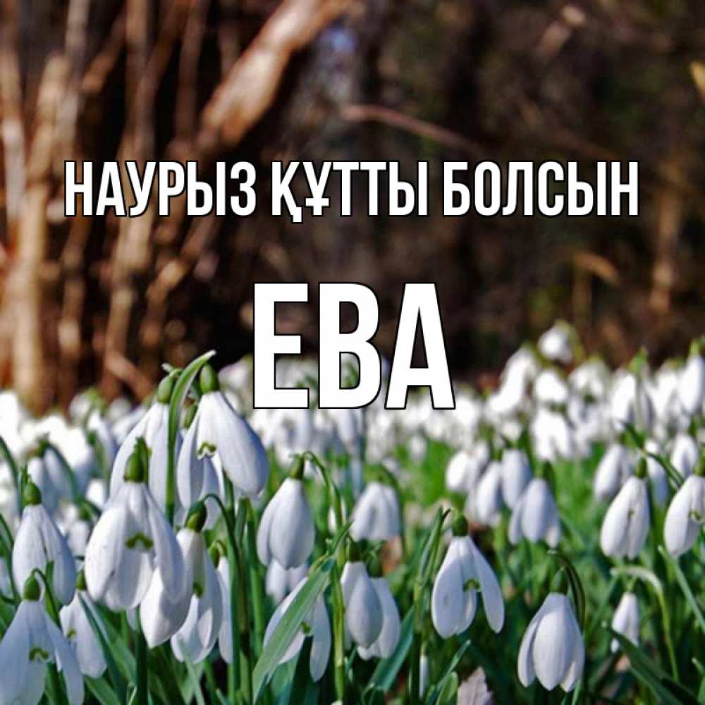Открытка на каждый день с именем, Ева Наурыз құтты болсын с подснежниками 1 Прикольная открытка с пожеланием онлайн скачать бесплатно 