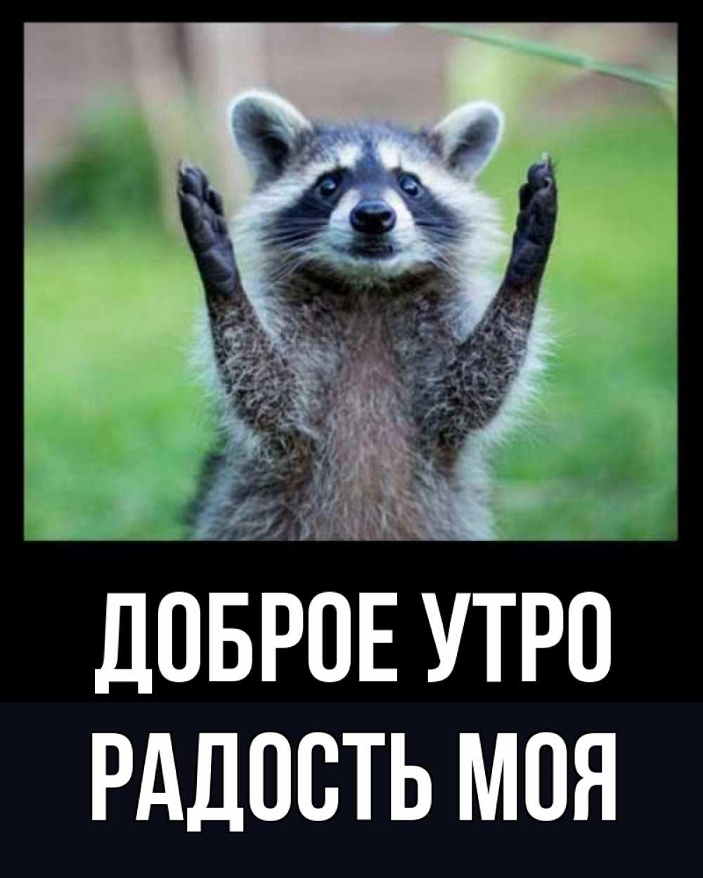 Открытка на каждый день с именем, Радость-моя Доброе утро хорошее настроение утречком Прикольная открытка с пожеланием онлайн скачать бесплатно 