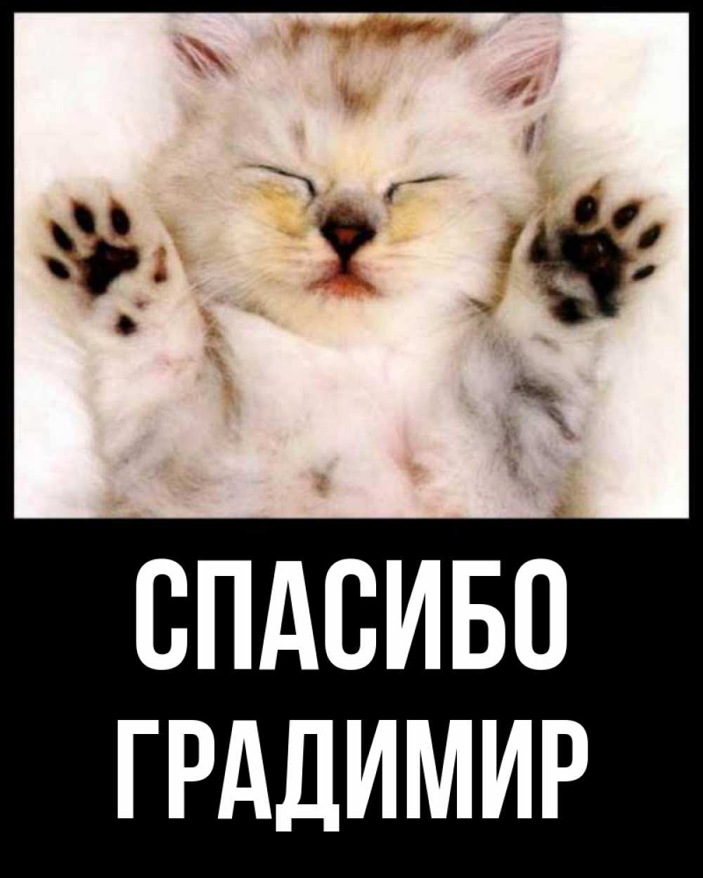 Открытка на каждый день с именем, Градимир Спасибо маленький котенок Прикольная открытка с пожеланием онлайн скачать бесплатно 