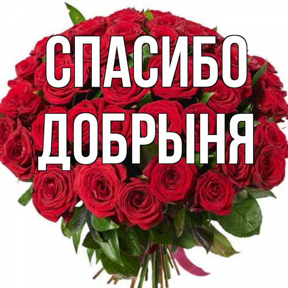 Открытка на каждый день с именем, Добрыня Спасибо букет красных роз Прикольная открытка с пожеланием онлайн скачать бесплатно 