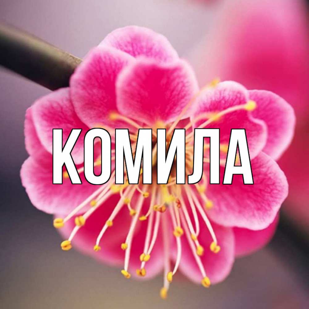 Открытка на каждый день с именем, Комила Главная цветы Прикольная открытка с пожеланием онлайн скачать бесплатно 