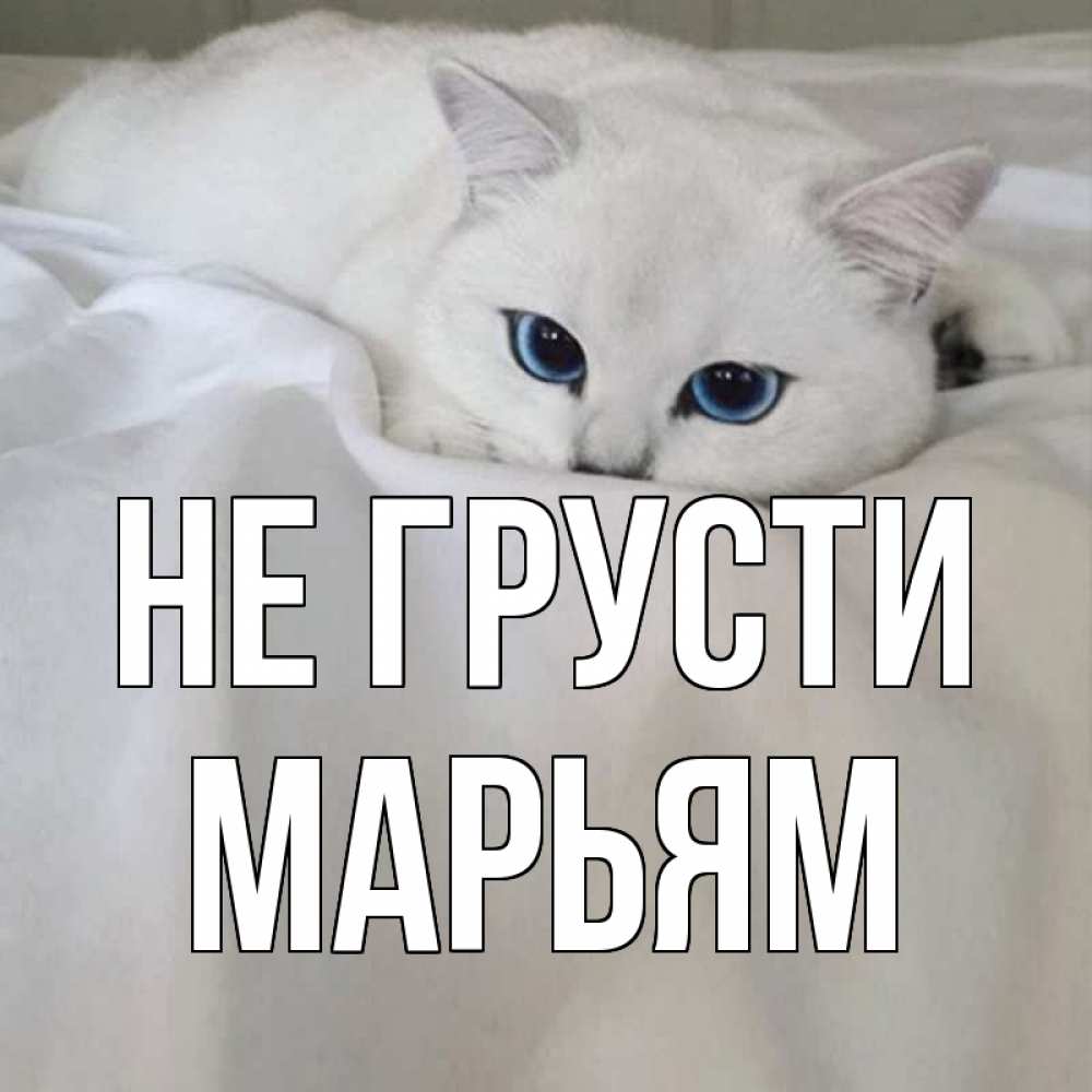 Открытка на каждый день с именем, Марьям Не грусти белый кот с голубыми глазами на белоснежной кровати Прикольная открытка с пожеланием онлайн скачать бесплатно 