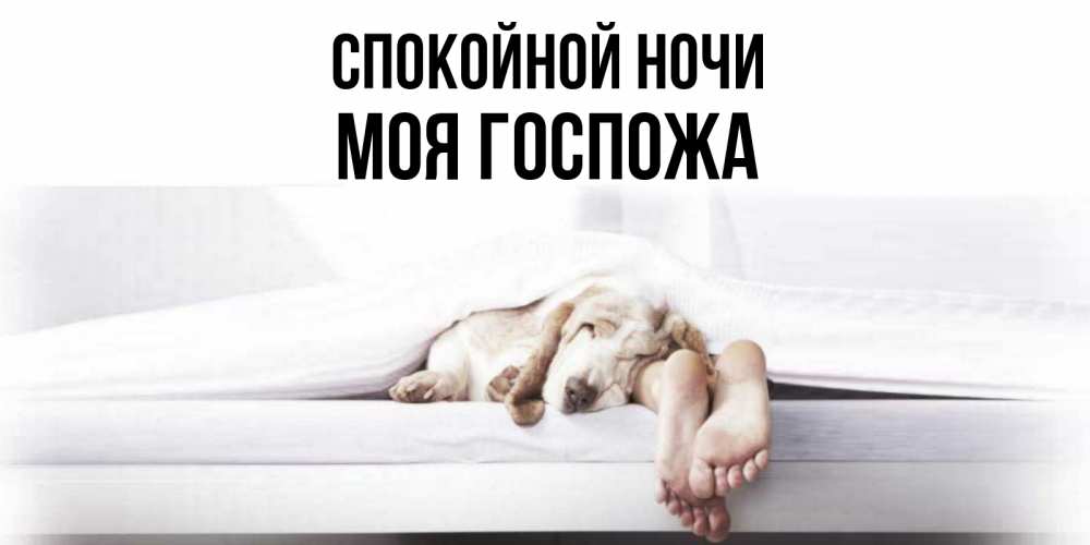 Открытка на каждый день с именем, Моя-Госпожа Спокойной ночи кровать с собакой пожелание сладких снов и спокойной ночи Прикольная открытка с пожеланием онлайн скачать бесплатно 