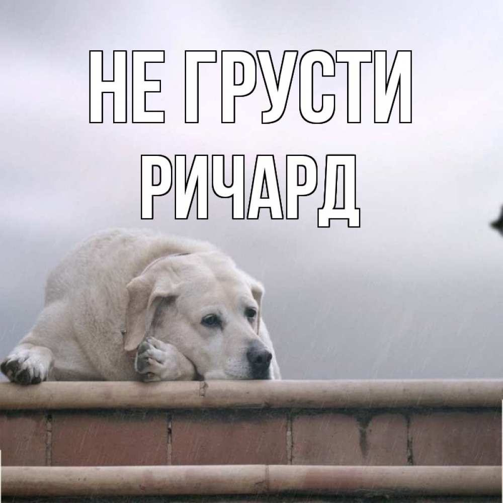 Открытка на каждый день с именем, Ричард Не грусти белый пес 1 Прикольная открытка с пожеланием онлайн скачать бесплатно 