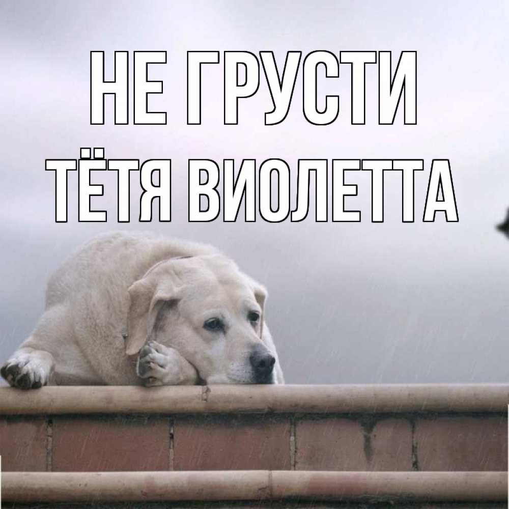 Открытка на каждый день с именем, Тётя-Виолетта Не грусти белый пес 1 Прикольная открытка с пожеланием онлайн скачать бесплатно 