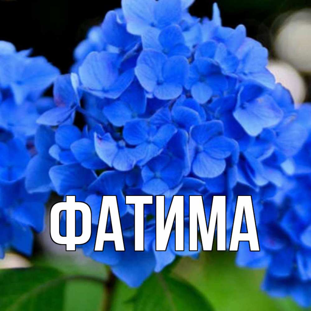 Открытка на каждый день с именем, Фатима Главная синие цветы Прикольная открытка с пожеланием онлайн скачать бесплатно 