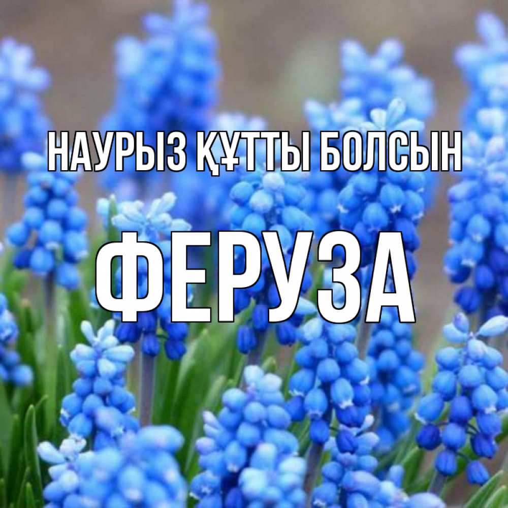 Открытка на каждый день с именем, Феруза Наурыз құтты болсын Поздравительная открытка для женщин с цветами на праздничную дату Прикольная открытка с пожеланием онлайн скачать бесплатно 