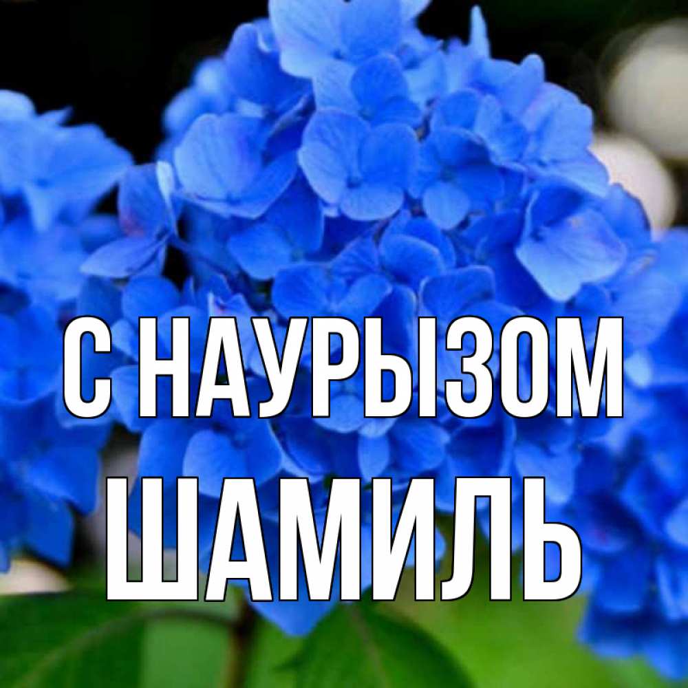 Открытка на каждый день с именем, Шамиль С наурызом синие цветы Прикольная открытка с пожеланием онлайн скачать бесплатно 
