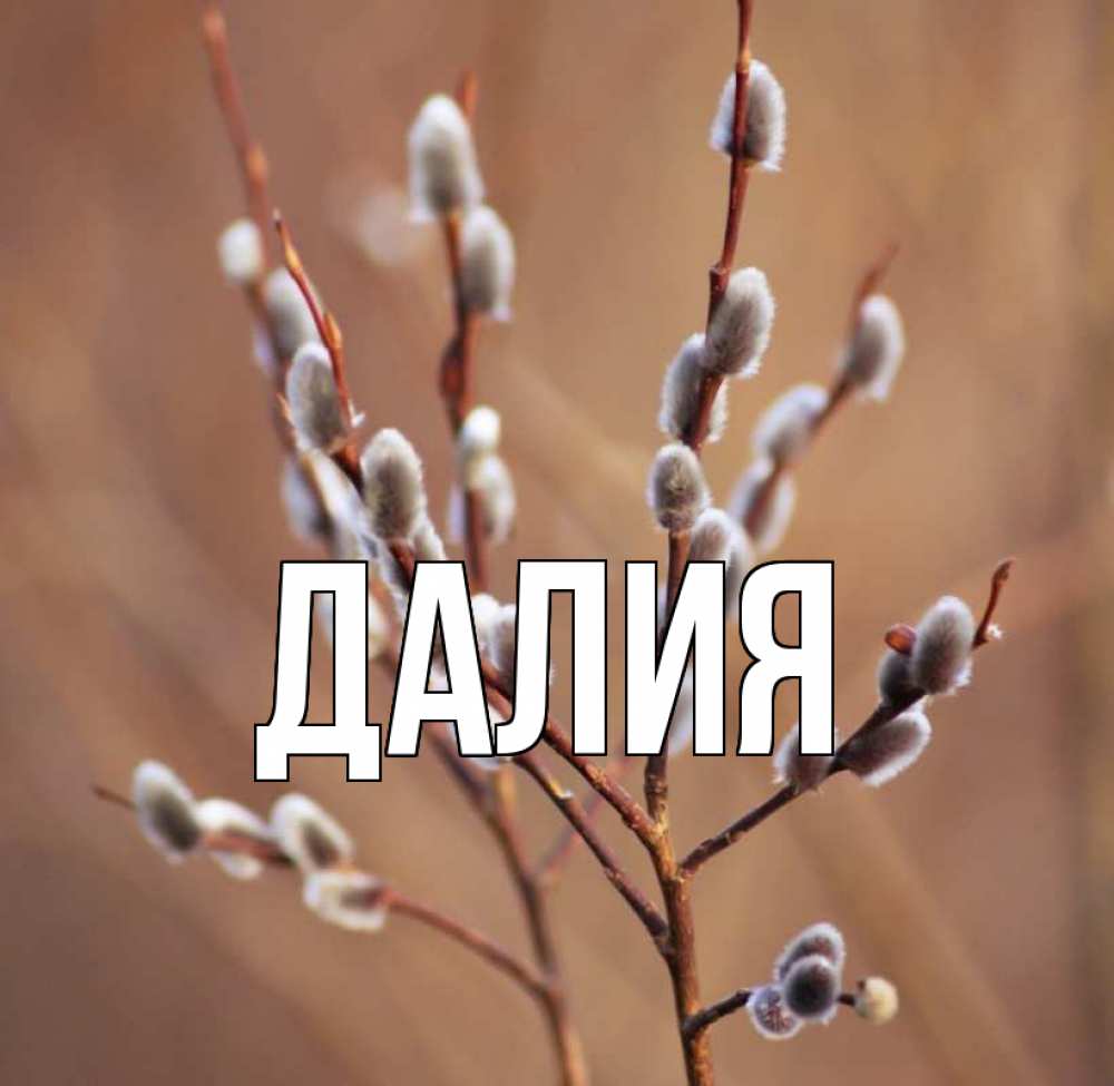 Открытка на каждый день с именем, Далия Главная верба Прикольная открытка с пожеланием онлайн скачать бесплатно 