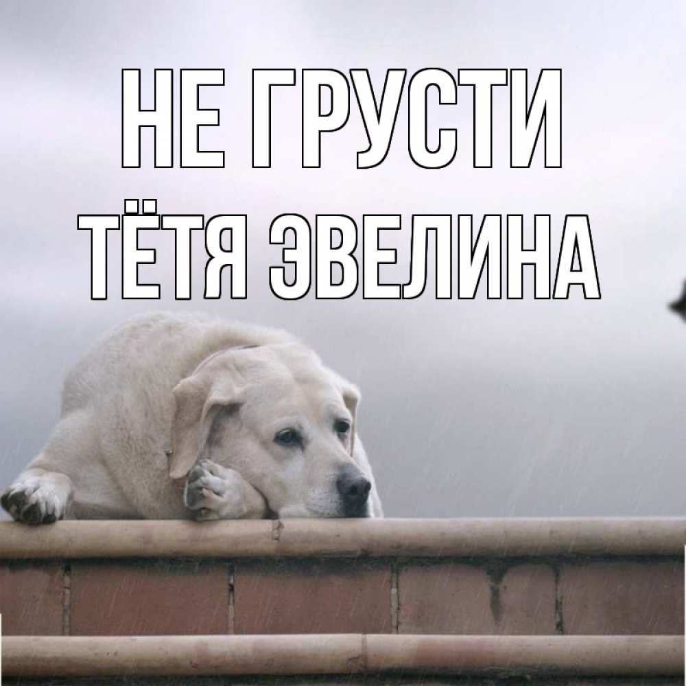 Открытка на каждый день с именем, Тётя-Эвелина Не грусти белый пес 1 Прикольная открытка с пожеланием онлайн скачать бесплатно 