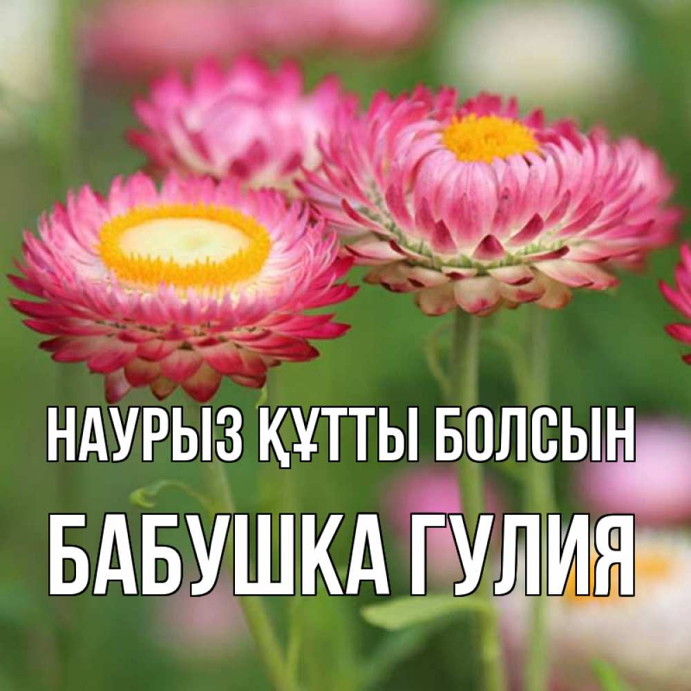 Открытка на каждый день с именем, Бабушка-Гулия Наурыз құтты болсын подарок на международный женский день Прикольная открытка с пожеланием онлайн скачать бесплатно 