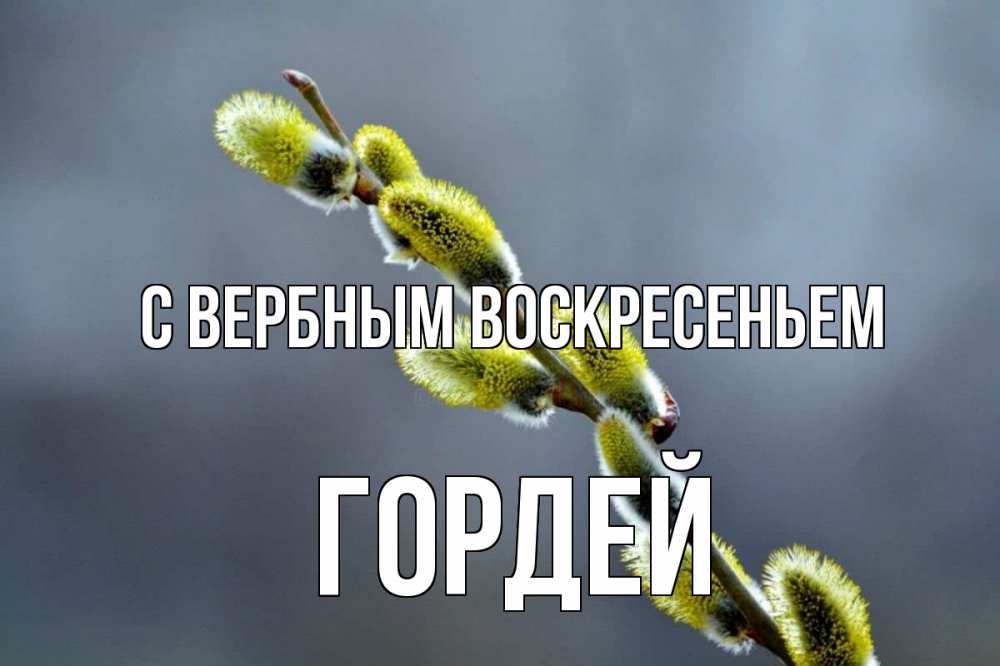 Открытка на каждый день с именем, Гордей С вербным воскресеньем верба Прикольная открытка с пожеланием онлайн скачать бесплатно 