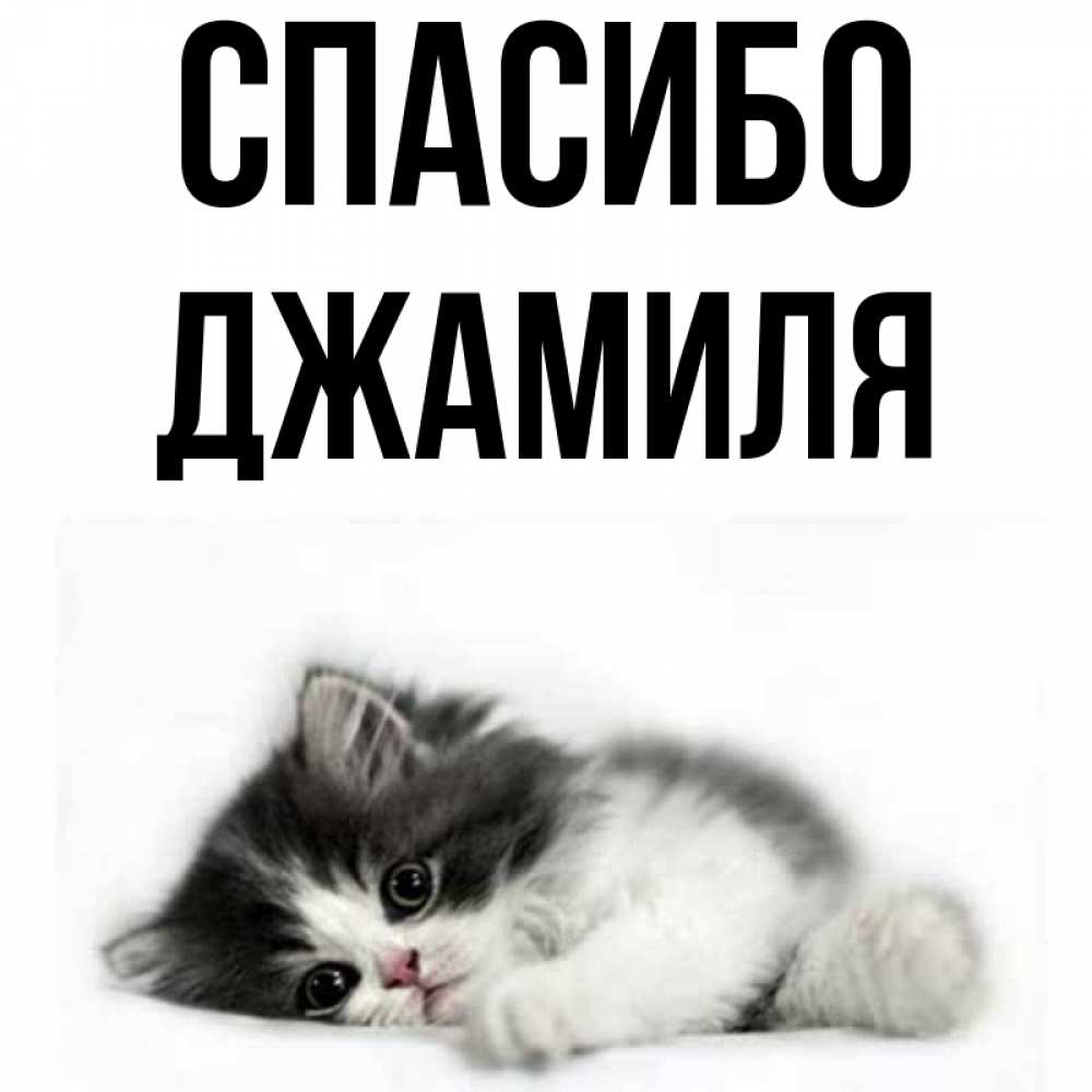Картинки С Именем Джамиля