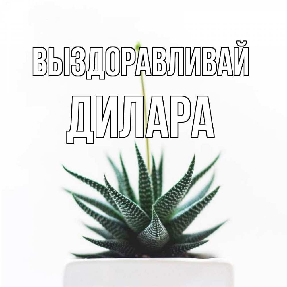 Открытка на каждый день с именем, Дилара Выздоравливай короче это непонятная колючка Прикольная открытка с пожеланием онлайн скачать бесплатно 
