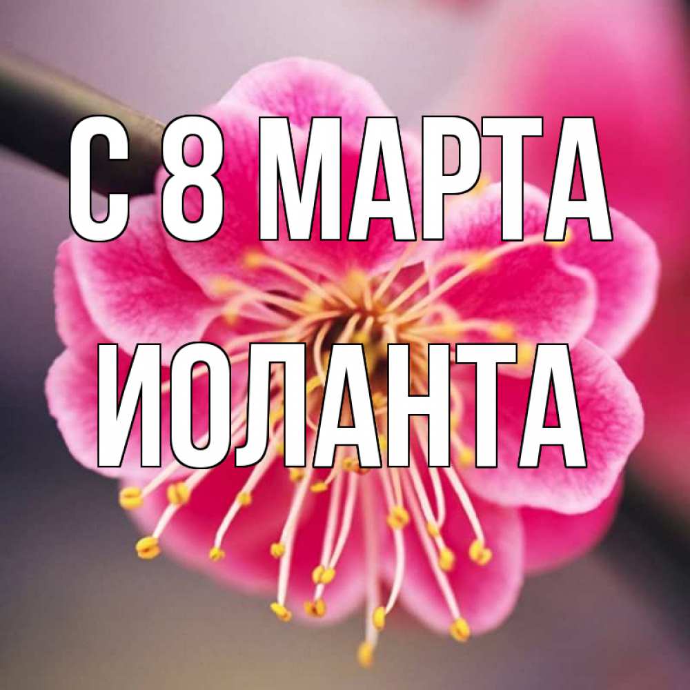 Открытка на каждый день с именем, Иоланта С 8 МАРТА цветы Прикольная открытка с пожеланием онлайн скачать бесплатно 