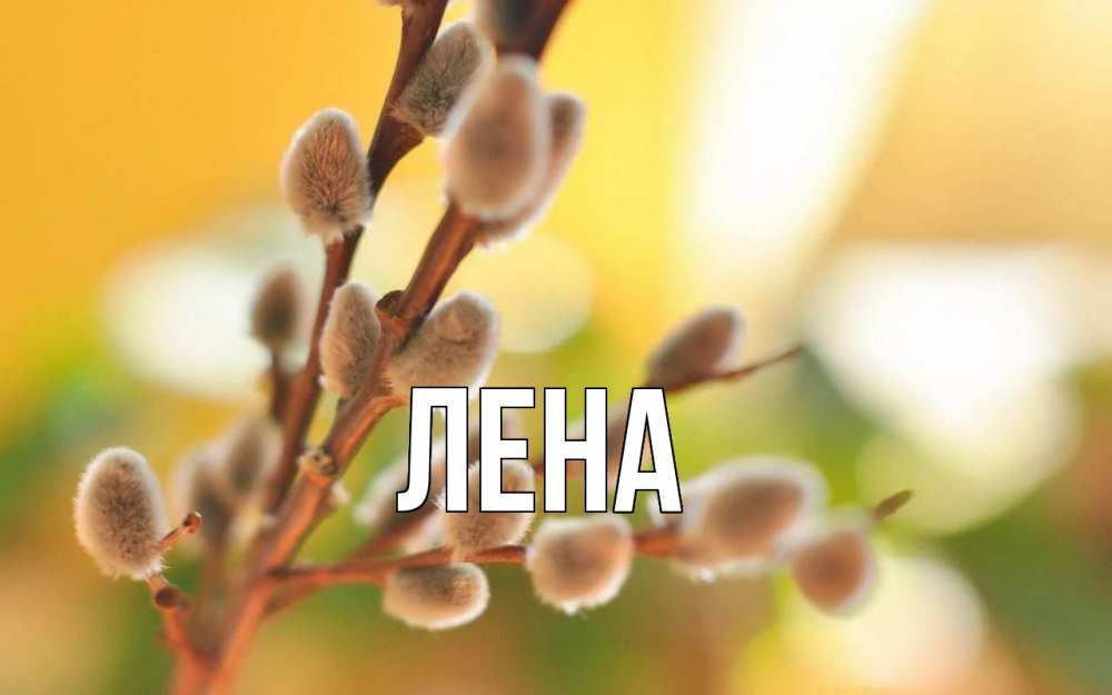 Открытка на каждый день с именем, Лена Главная верба Прикольная открытка с пожеланием онлайн скачать бесплатно 