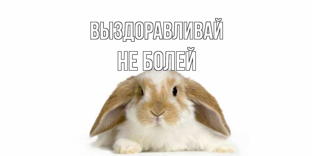 Открытка на каждый день с именем, Не-болей Выздоравливай вислоухий кролик белого и коричневого цвета Прикольная открытка с пожеланием онлайн скачать бесплатно 