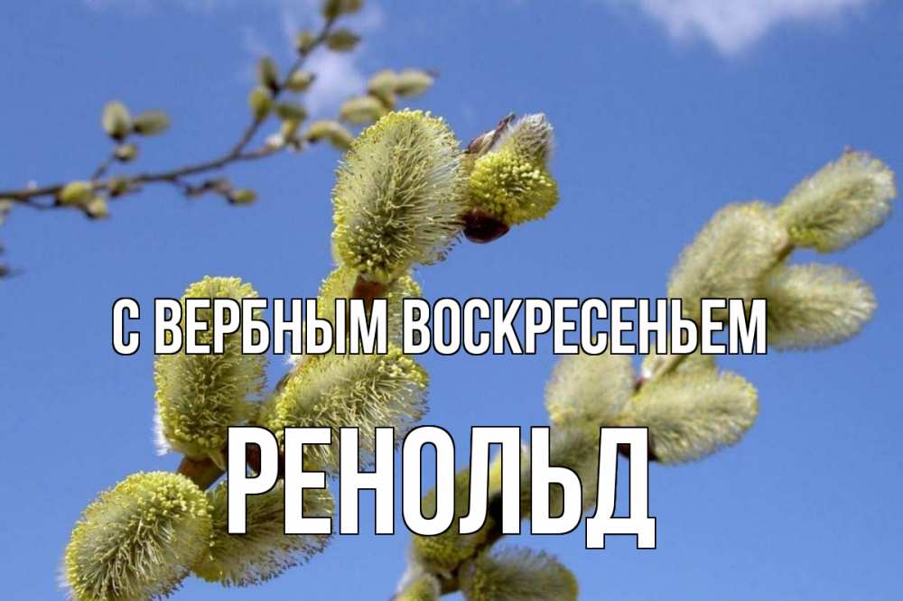 Открытка на каждый день с именем, Ренольд С вербным воскресеньем верба Прикольная открытка с пожеланием онлайн скачать бесплатно 