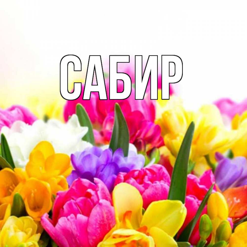 Открытка на каждый день с именем, Сабир Главная тюльпаны Прикольная открытка с пожеланием онлайн скачать бесплатно 