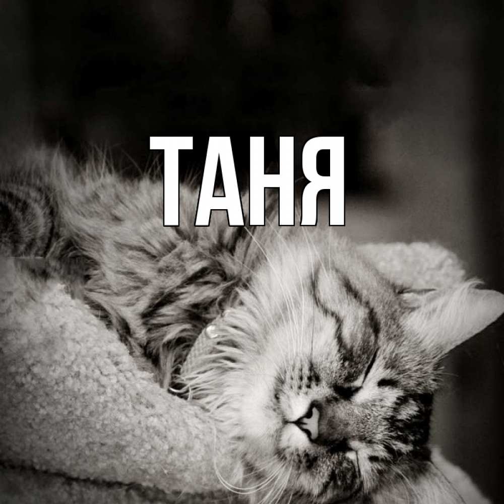 Открытка на каждый день с именем, Таня Главная котярик пушистый Прикольная открытка с пожеланием онлайн скачать бесплатно 