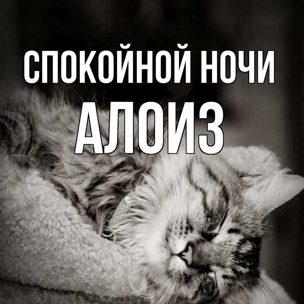 Открытка на каждый день с именем, Алоиз Спокойной ночи котярик пушистый Прикольная открытка с пожеланием онлайн скачать бесплатно 