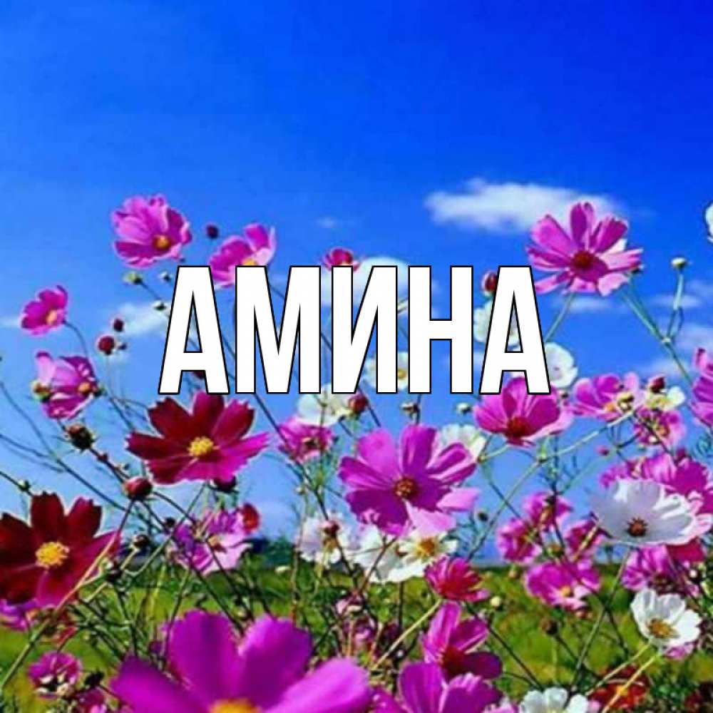 Открытка на каждый день с именем, Амина Главная цветы Прикольная открытка с пожеланием онлайн скачать бесплатно 