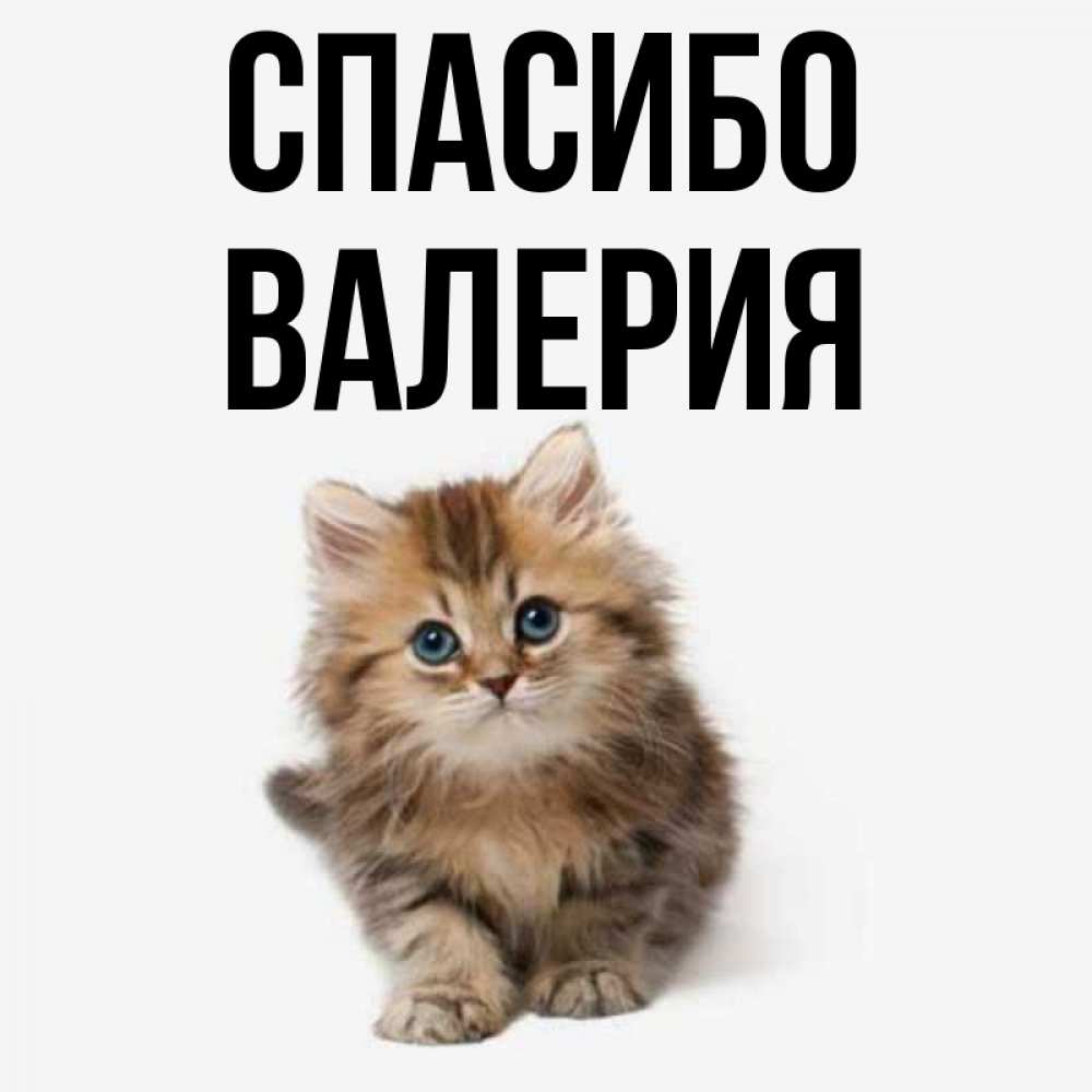 Открытка на каждый день с именем, Валерия Спасибо пушистый котик Прикольная открытка с пожеланием онлайн скачать бесплатно 