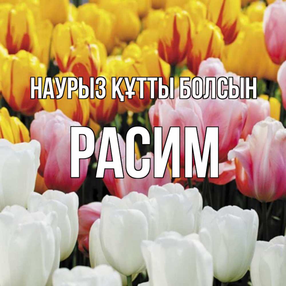 Открытка на каждый день с именем, Расим Наурыз құтты болсын разноцветные цветы Прикольная открытка с пожеланием онлайн скачать бесплатно 