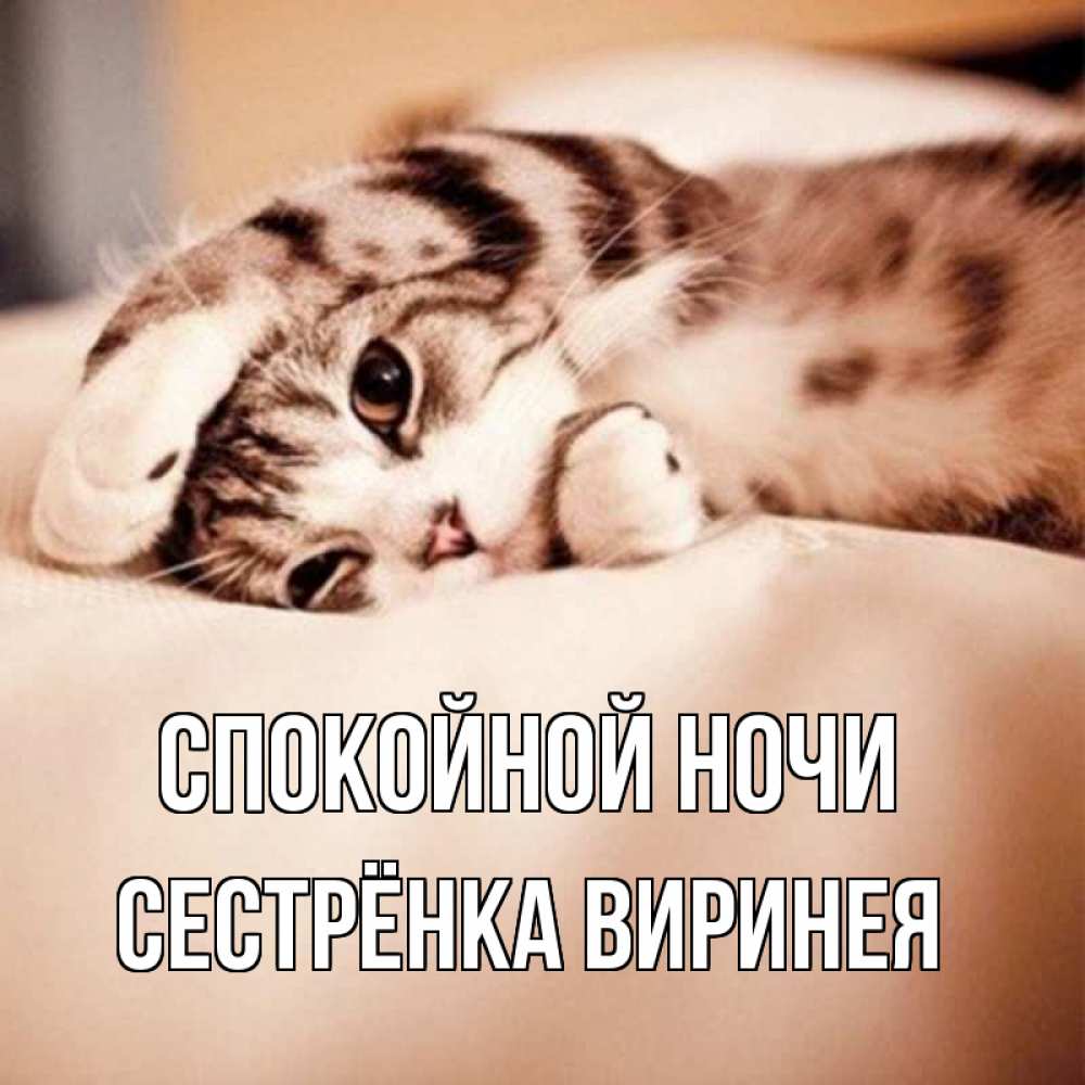 Открытка на каждый день с именем, Сестрёнка-Виринея Спокойной ночи сладких снов с животными Прикольная открытка с пожеланием онлайн скачать бесплатно 