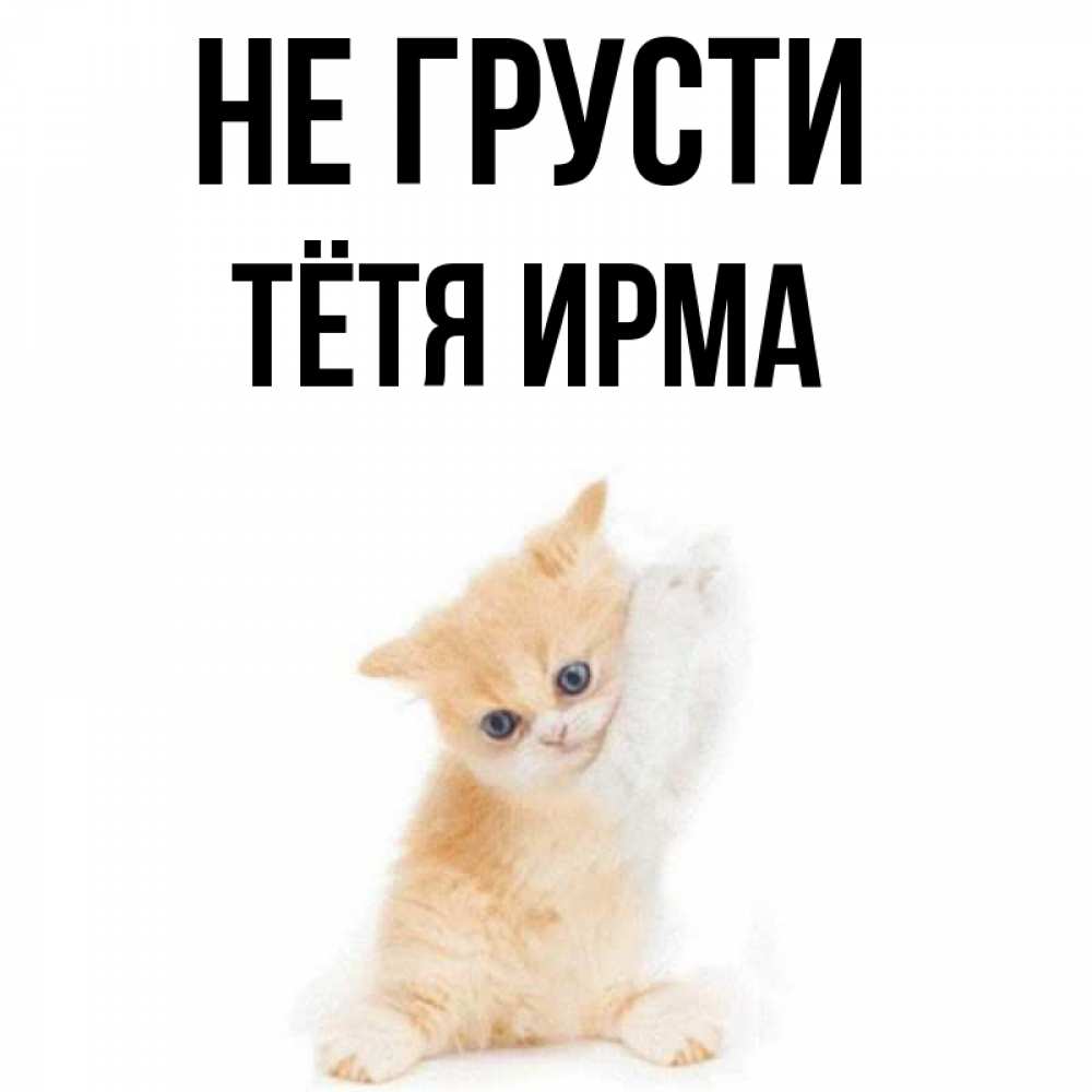 Открытка на каждый день с именем, Тётя-Ирма Не грусти просящий кот Прикольная открытка с пожеланием онлайн скачать бесплатно 