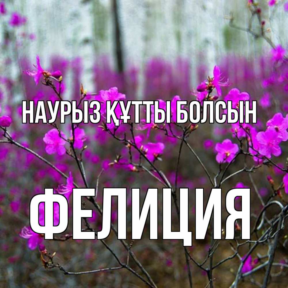 Открытка на каждый день с именем, Фелиция Наурыз құтты болсын дикие цветы Прикольная открытка с пожеланием онлайн скачать бесплатно 