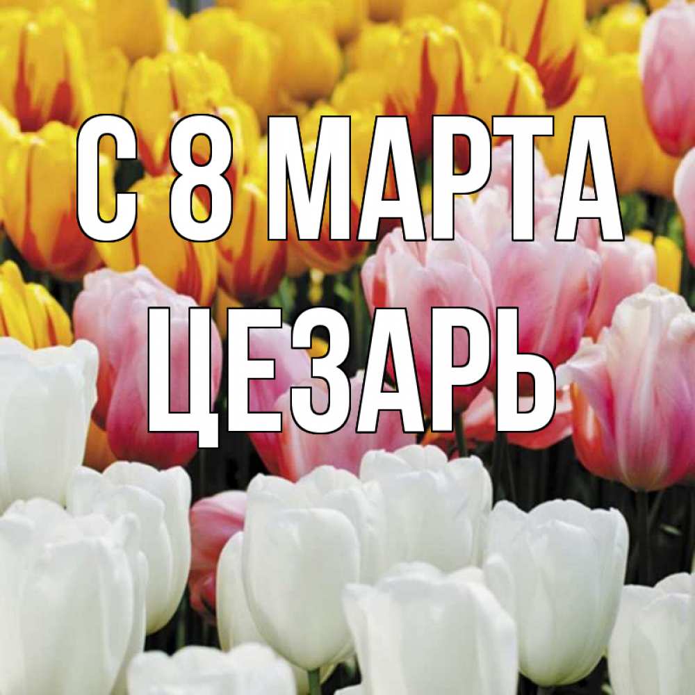 Открытка на каждый день с именем, Цезарь С 8 марта разноцветные цветы Прикольная открытка с пожеланием онлайн скачать бесплатно 